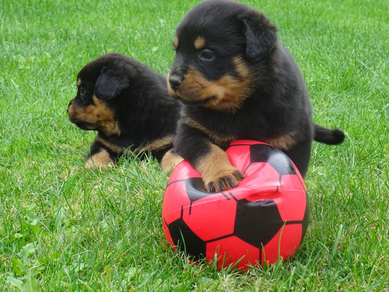 Rottweiler szczeniak