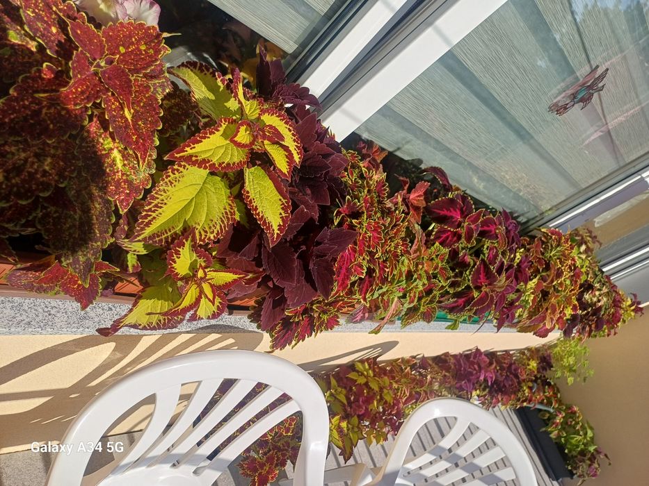 Koleusy 20 odmian bukiet cięty