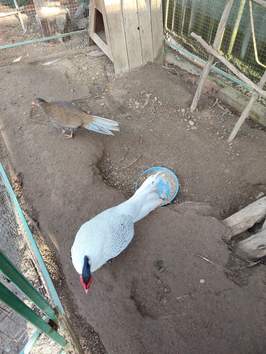 Серебристые фазаны