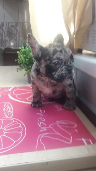 Французьський бульдог