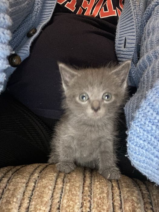 Віддам кошенят у хороші руки