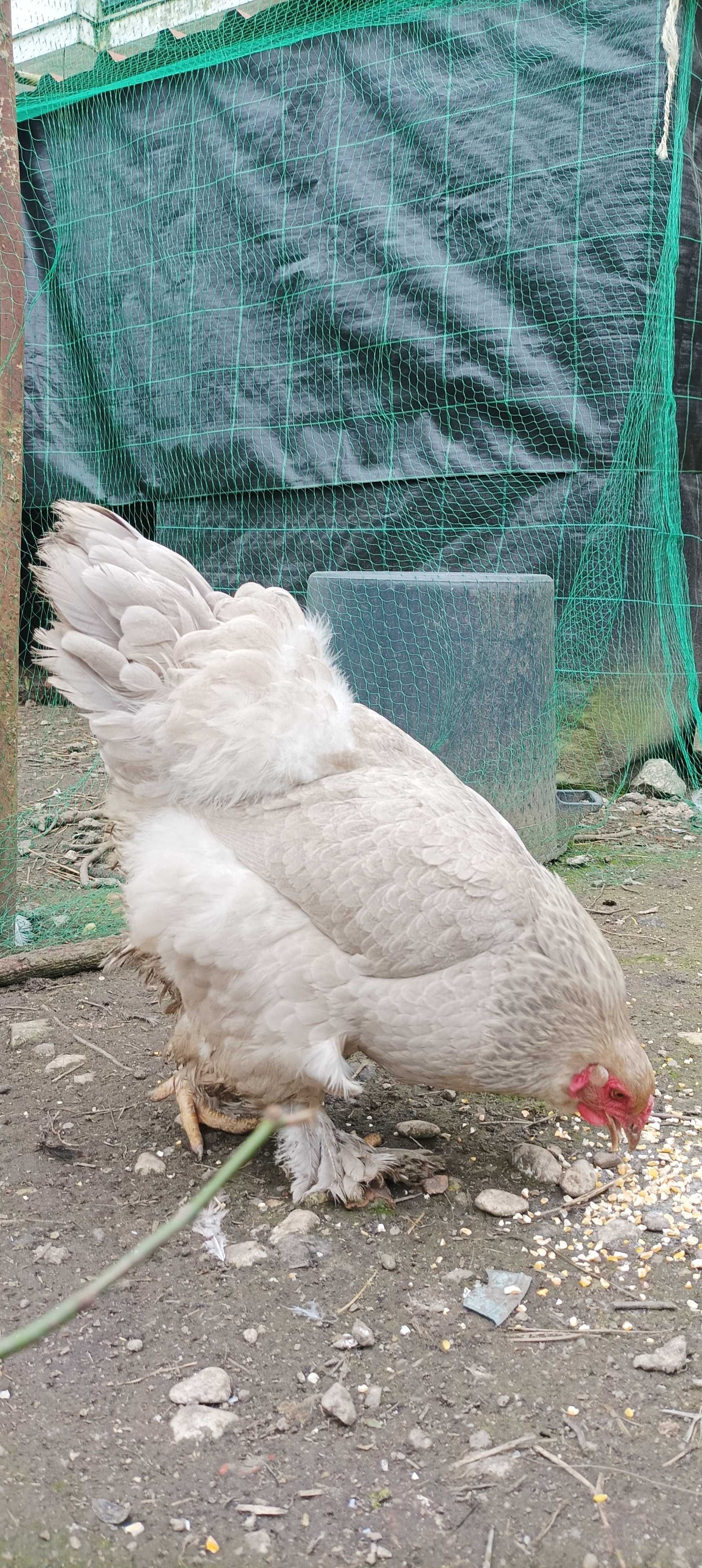 BRAHMA ISABELLA (ovos e aves)