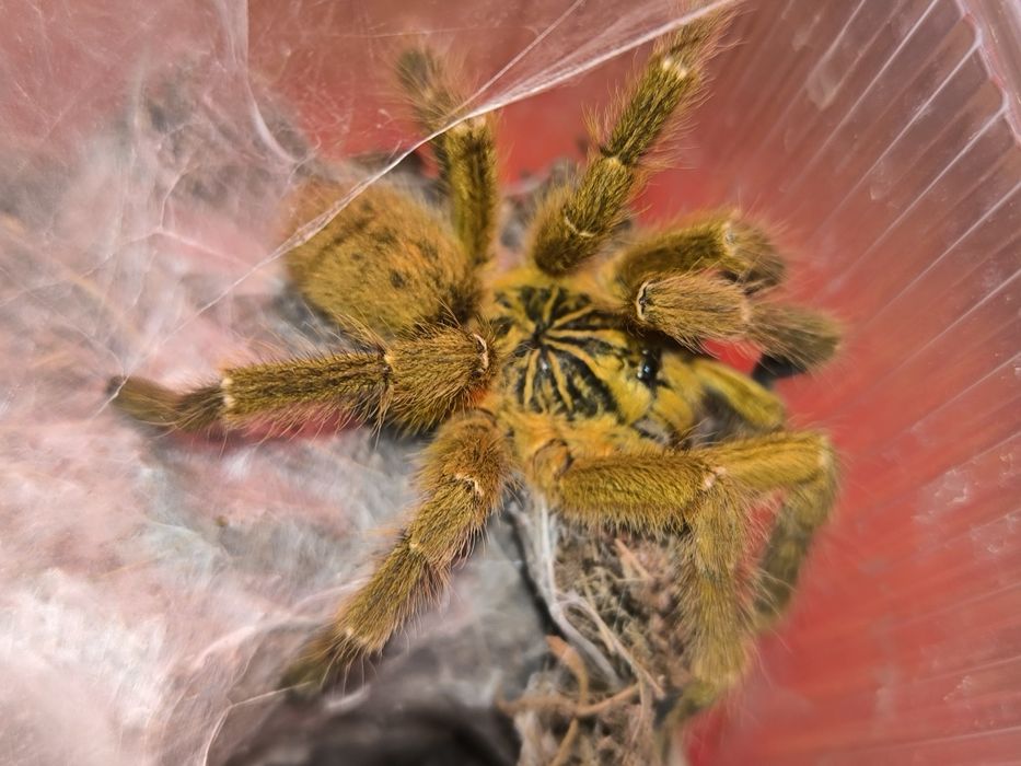 Murinus usambara samiec adult świeży