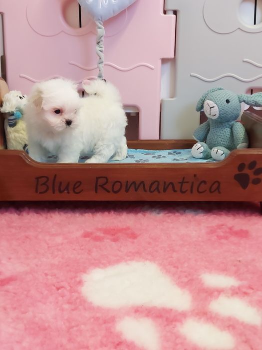 Shih tzu piękny biały piesek