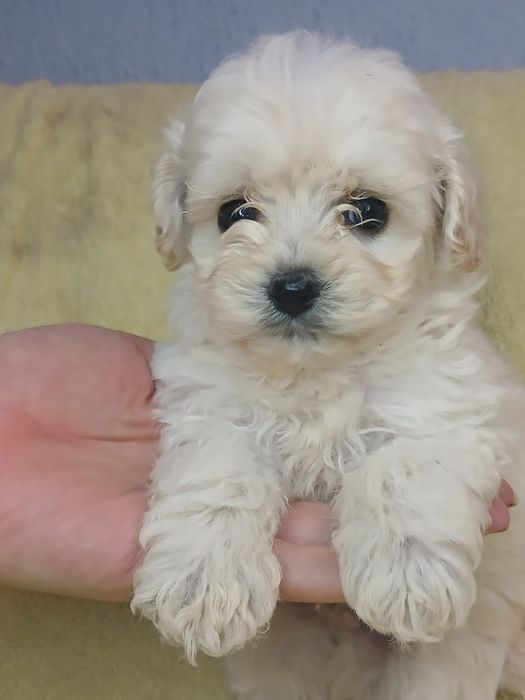 Колобочки мальтипу F1.