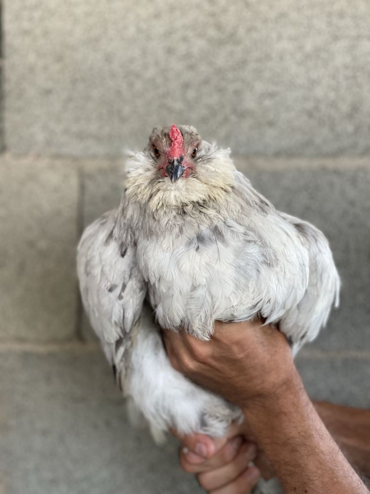 Casal Adulto de Galinhas Ameraucanas (Ovos Azuis)