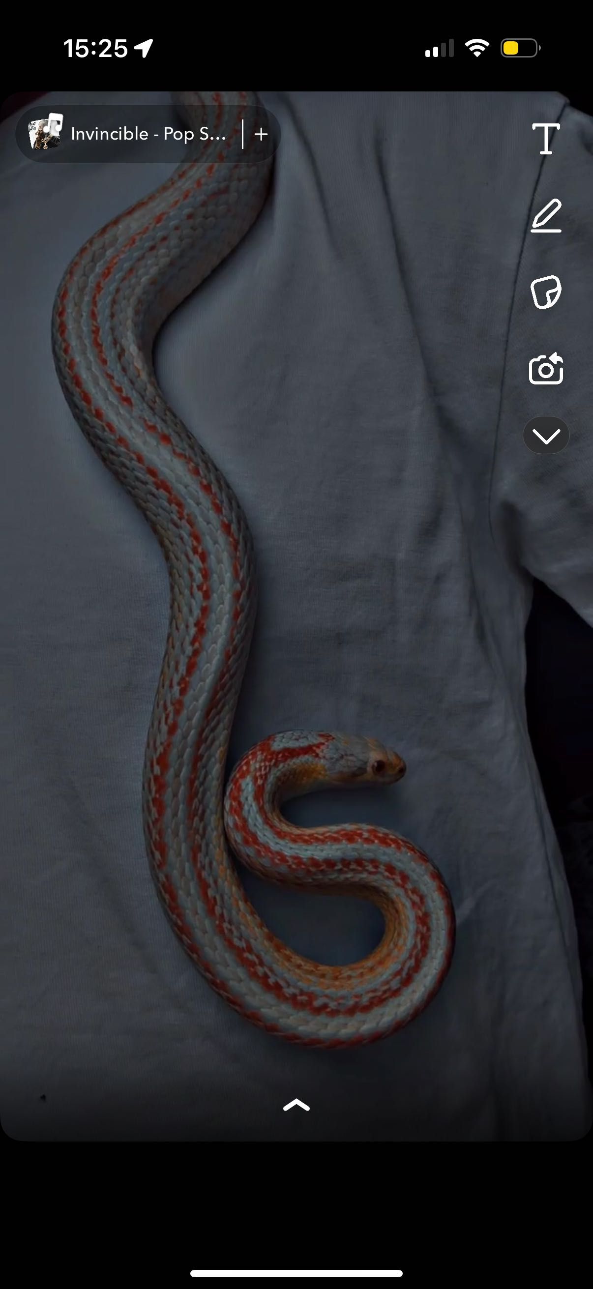 Wąż zbożowy ALBINO + terrarium i wyposażenie!