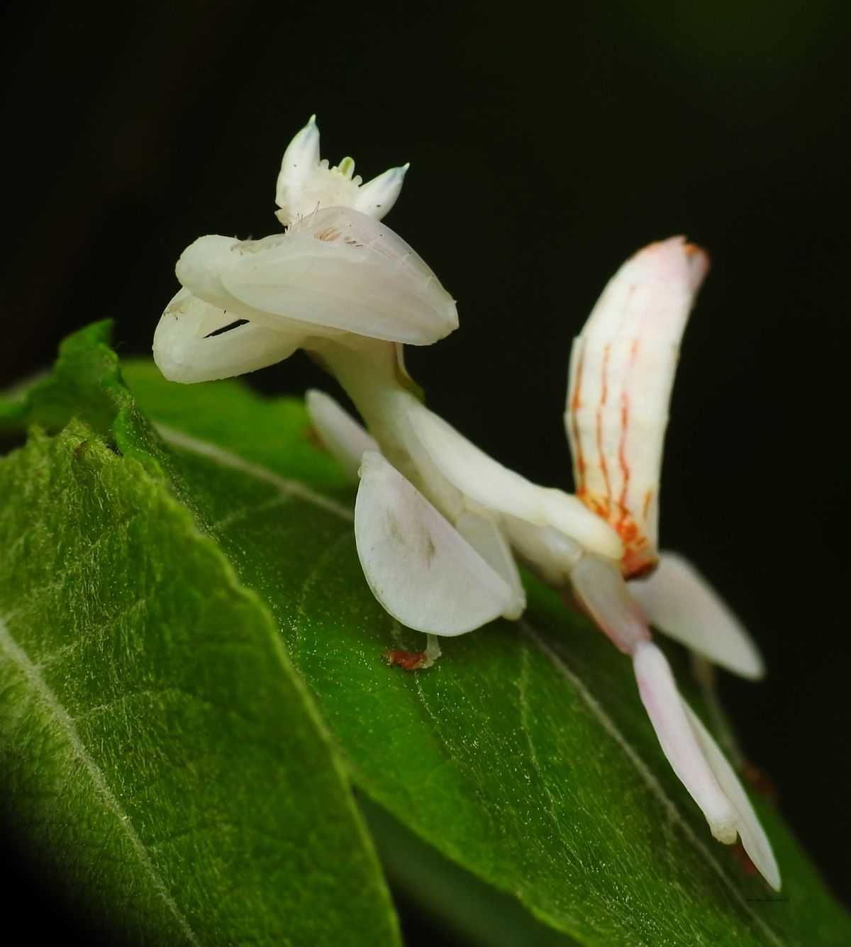 Modliszka Storczykowa Helvia cardinalis Hymenopus coronatus