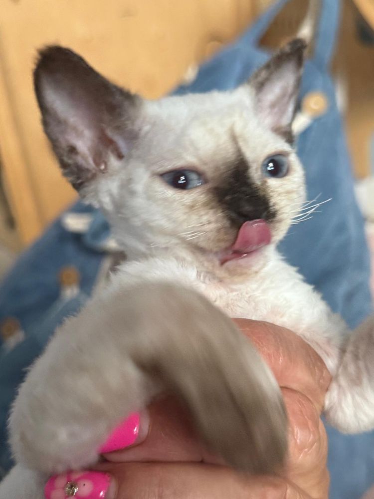 Kotka Devon Rex FPL