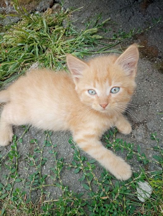 Віддам кошенят в хороші руки
