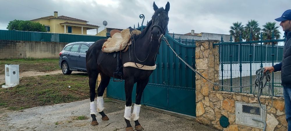 Cavalo castrado montado muito mansinho