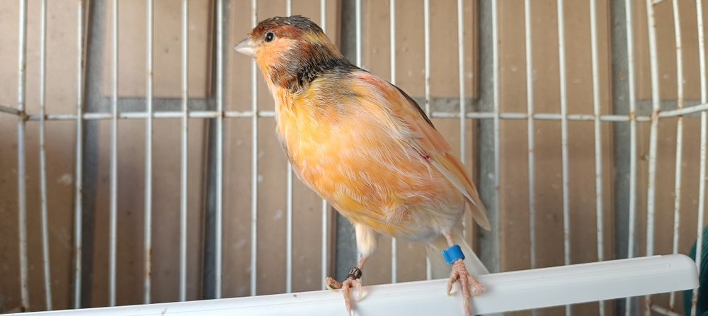 Canários machos Arlequim Português