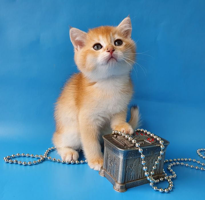 Милая клубная кошечка БРИТАНКА шиншилла готова переехать в новый дом