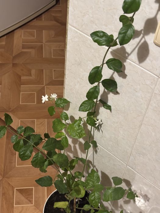 Домашня рослина Жасмин Арабский самбак