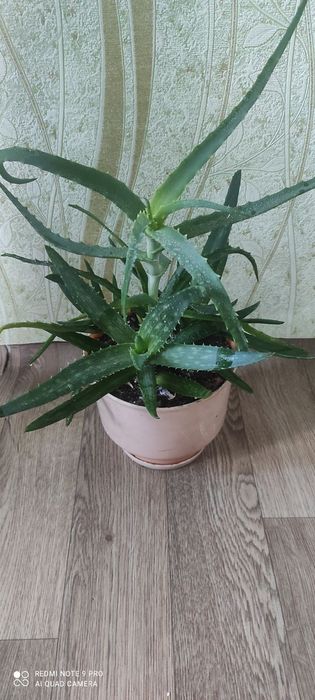 Алое Вера і алое в одному горщику