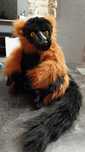 Maskotka lemur ok-27cm