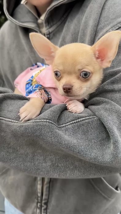 Chihuahua piesek