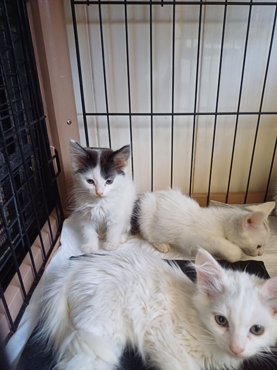 Кошенята безкоштовно