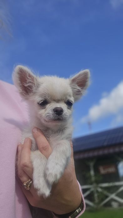 Chihuahua, chłopczyk
