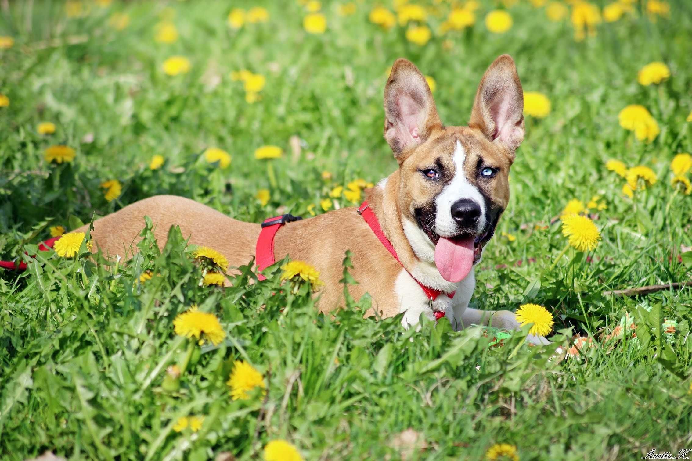 Mała TESI mix husky amstaff szuka odpowiedzialnej rodziny!