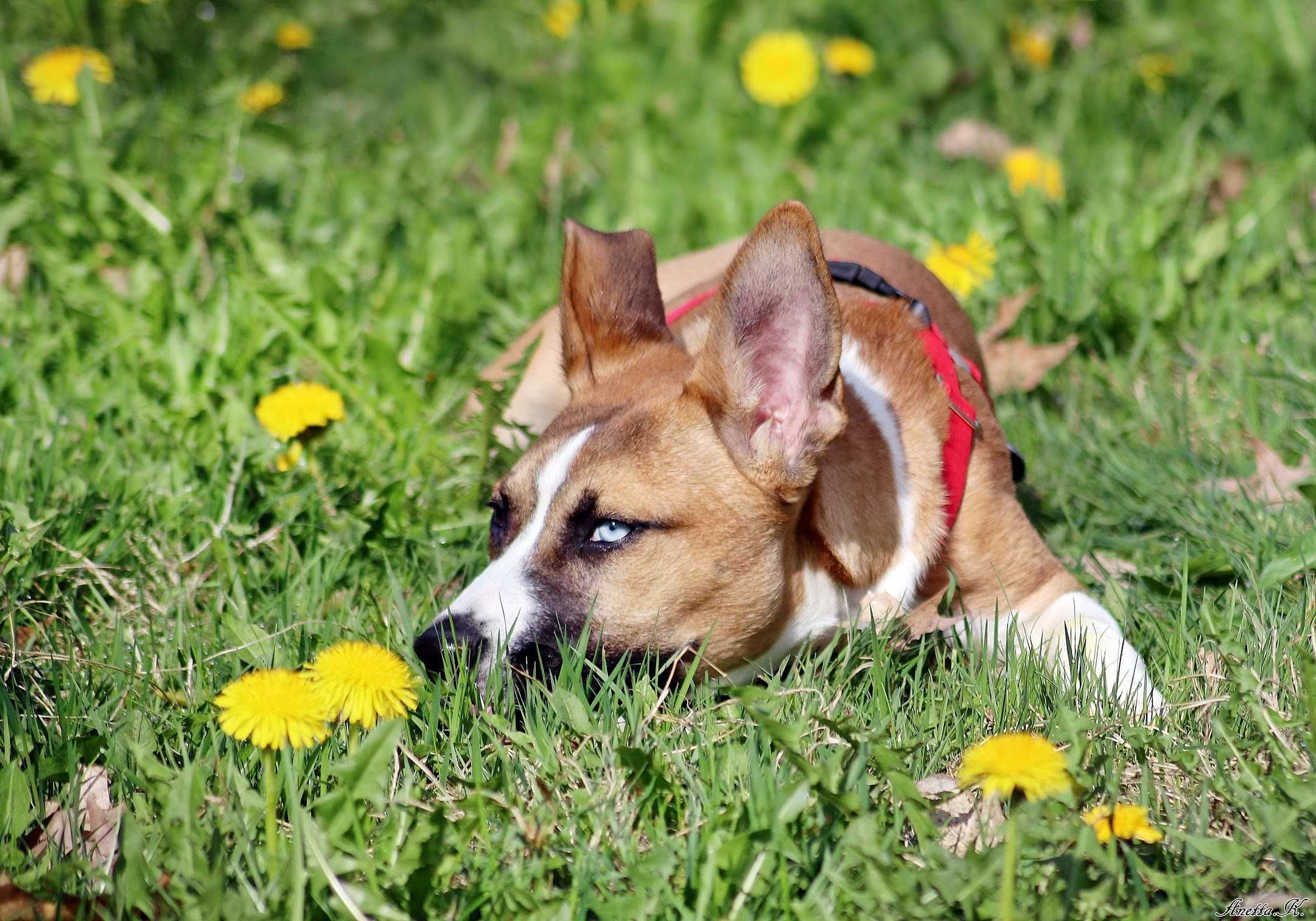 Mała TESI mix husky amstaff szuka odpowiedzialnej rodziny!