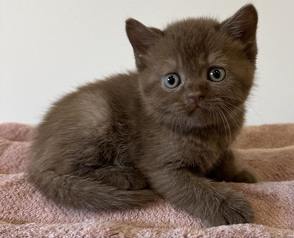 Fêmea  British  Shorthair chololate com LOP