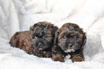 Shihpoo ,Ostatnia Czarno ruda Sunia Rodowodowa