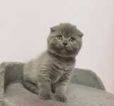 Scottish fold azul