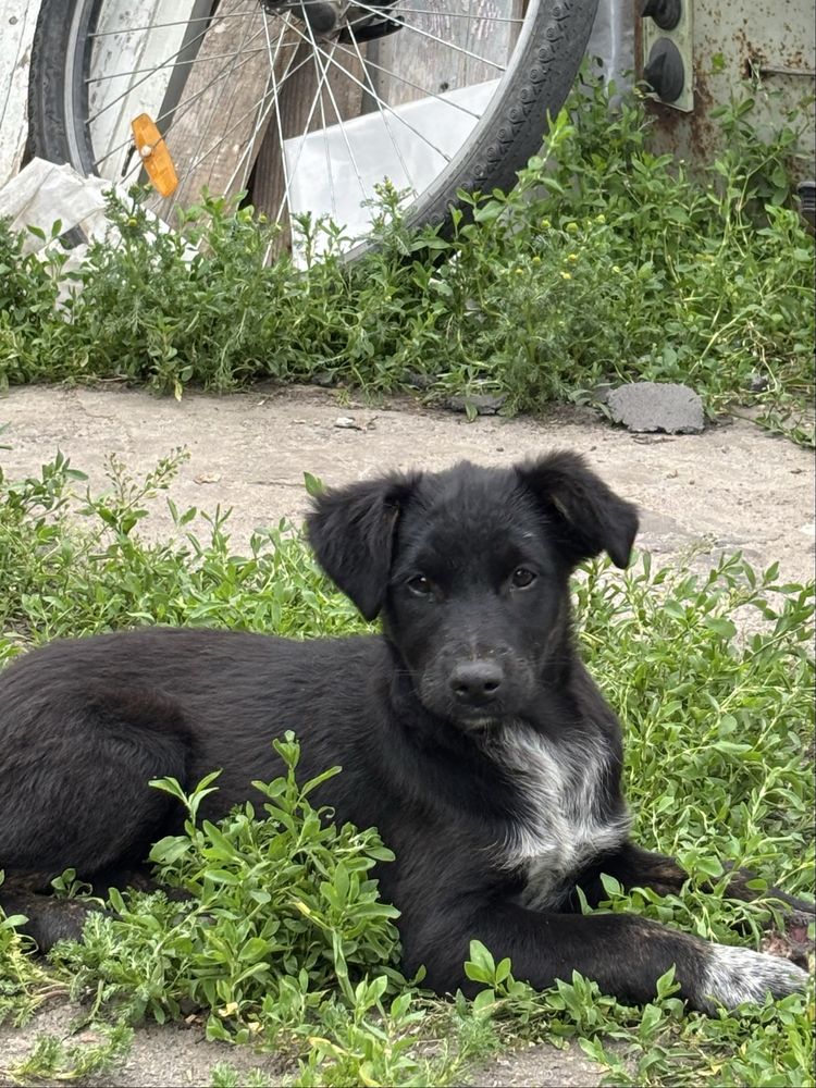 Щенок цуценя здорові соціальні