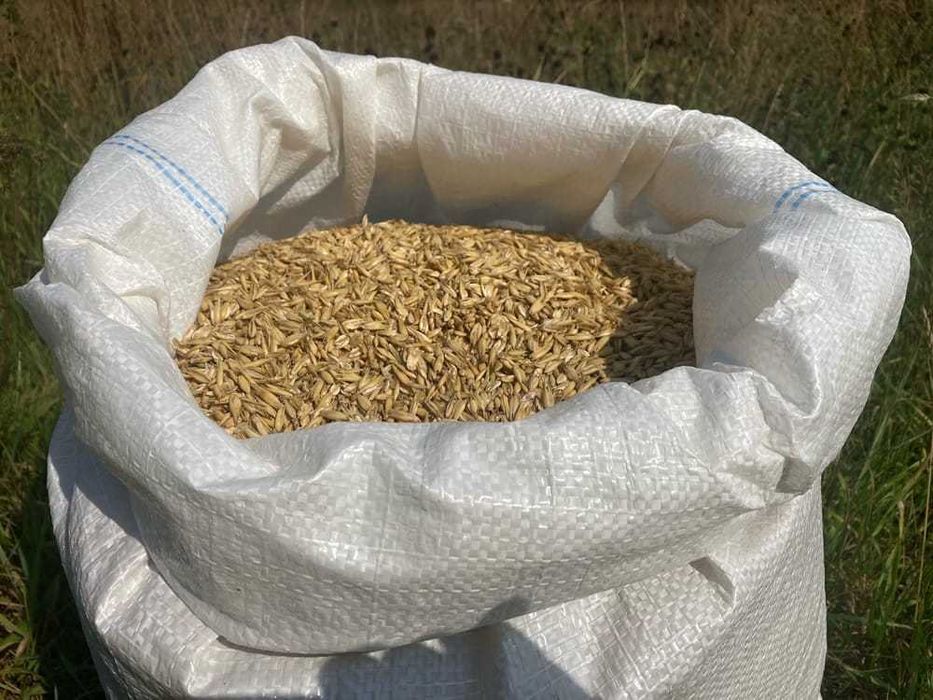 Sprzedam owies w promocyjnej cenie