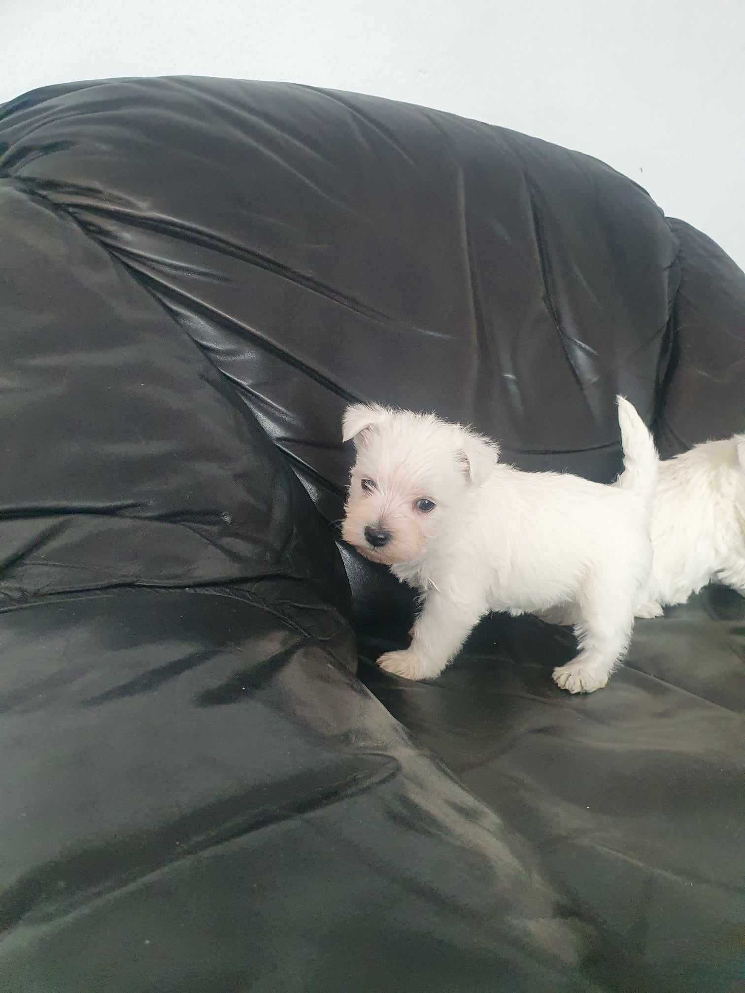 Suczka West Highland White Terrier