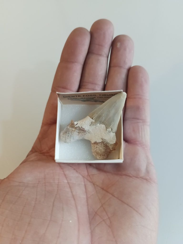Fóssil de dente de tubarão