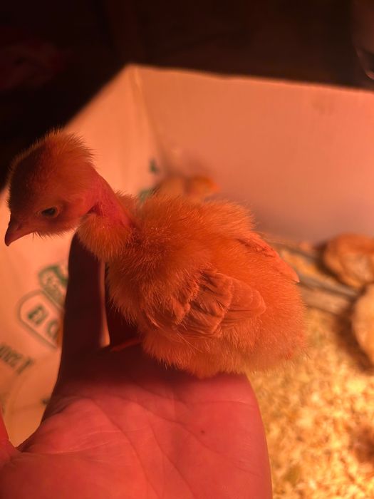 Pitos frangos de 7 dia