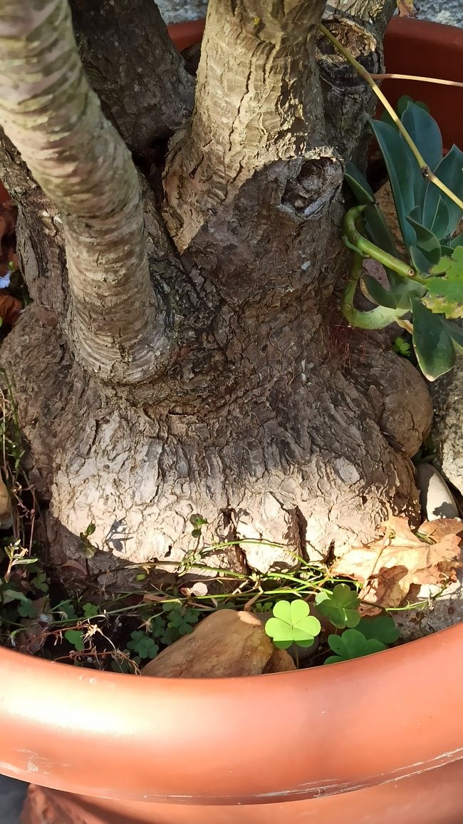 Yuca planta natural para jardim