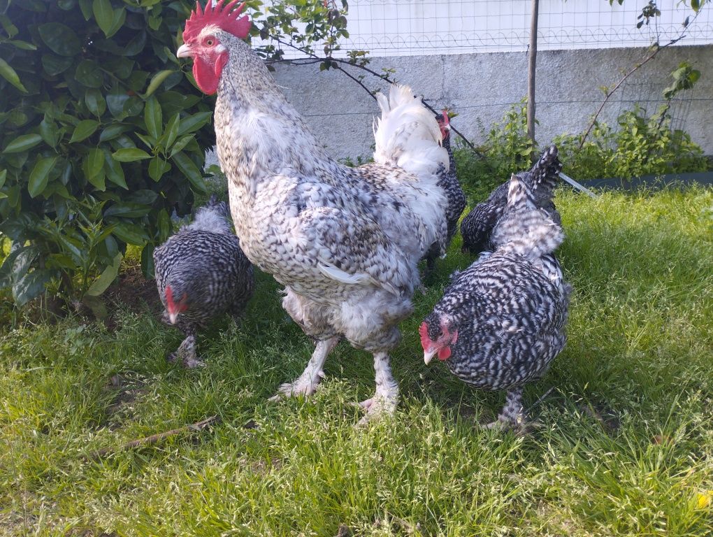 Ovos para incubação