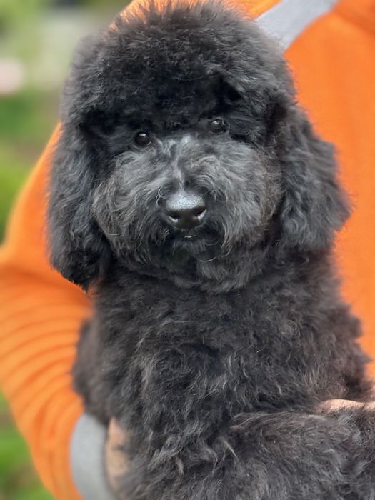 Пудель, хлопчик, львів