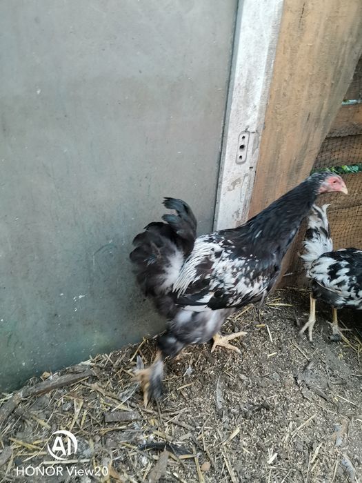 Sprzedam koguta Brahma