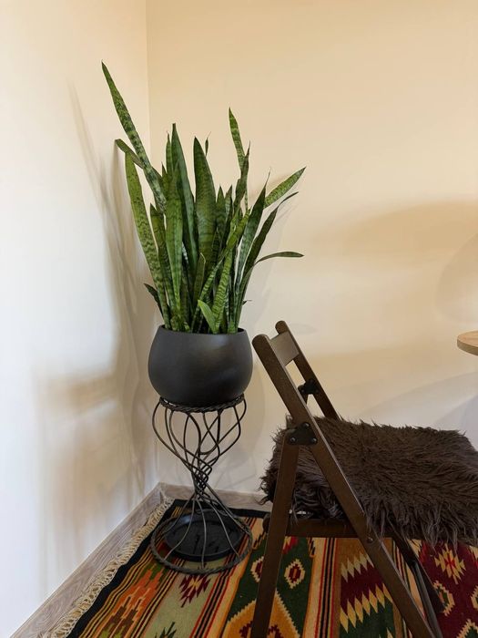 Сансевієрія, тещин язик, щучий хвіст, рослини для офісу, сансеверія