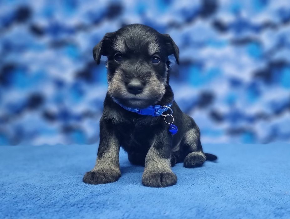 Цуценята цвергшнауцера