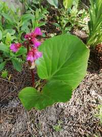 Bergenia sercowata bylina zimozielona sadzonki