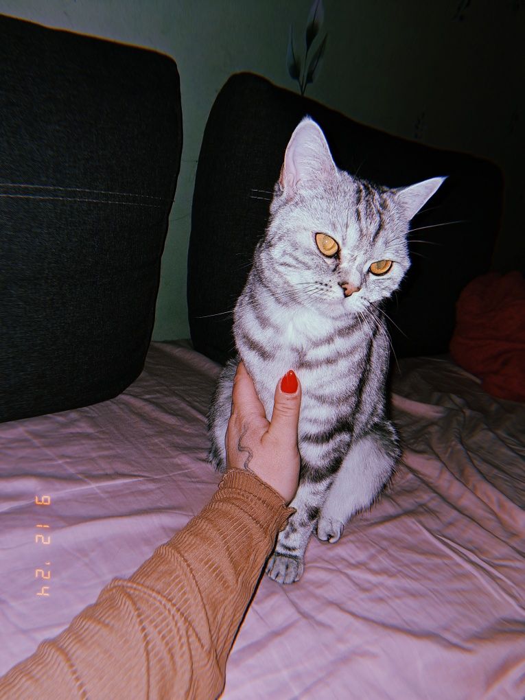 Котенок девочка 4 мес