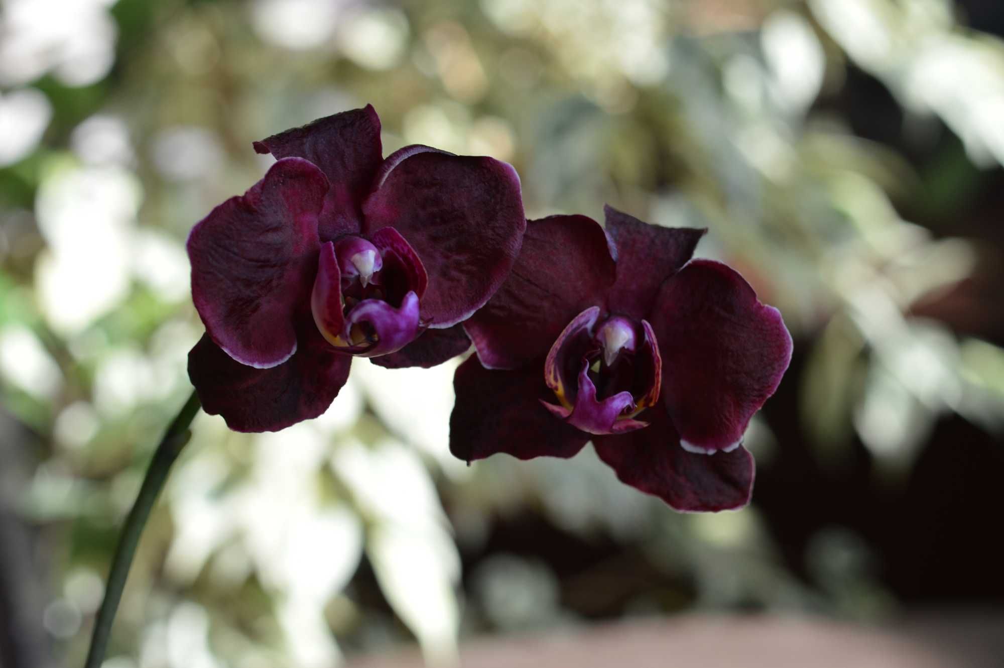 Орхідея Фаленопсис phal. ever spring king x ox black папуга