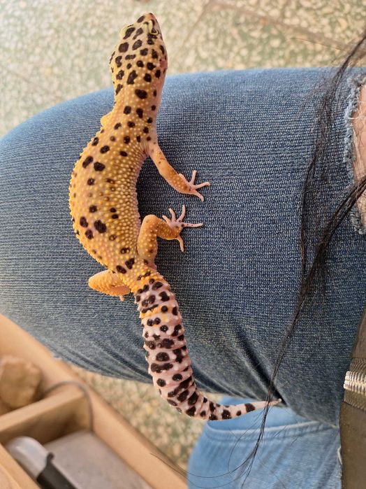 Gekony lamparcie młode