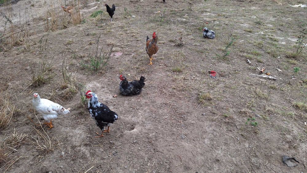 Młode koguty kolorowe 25 zł