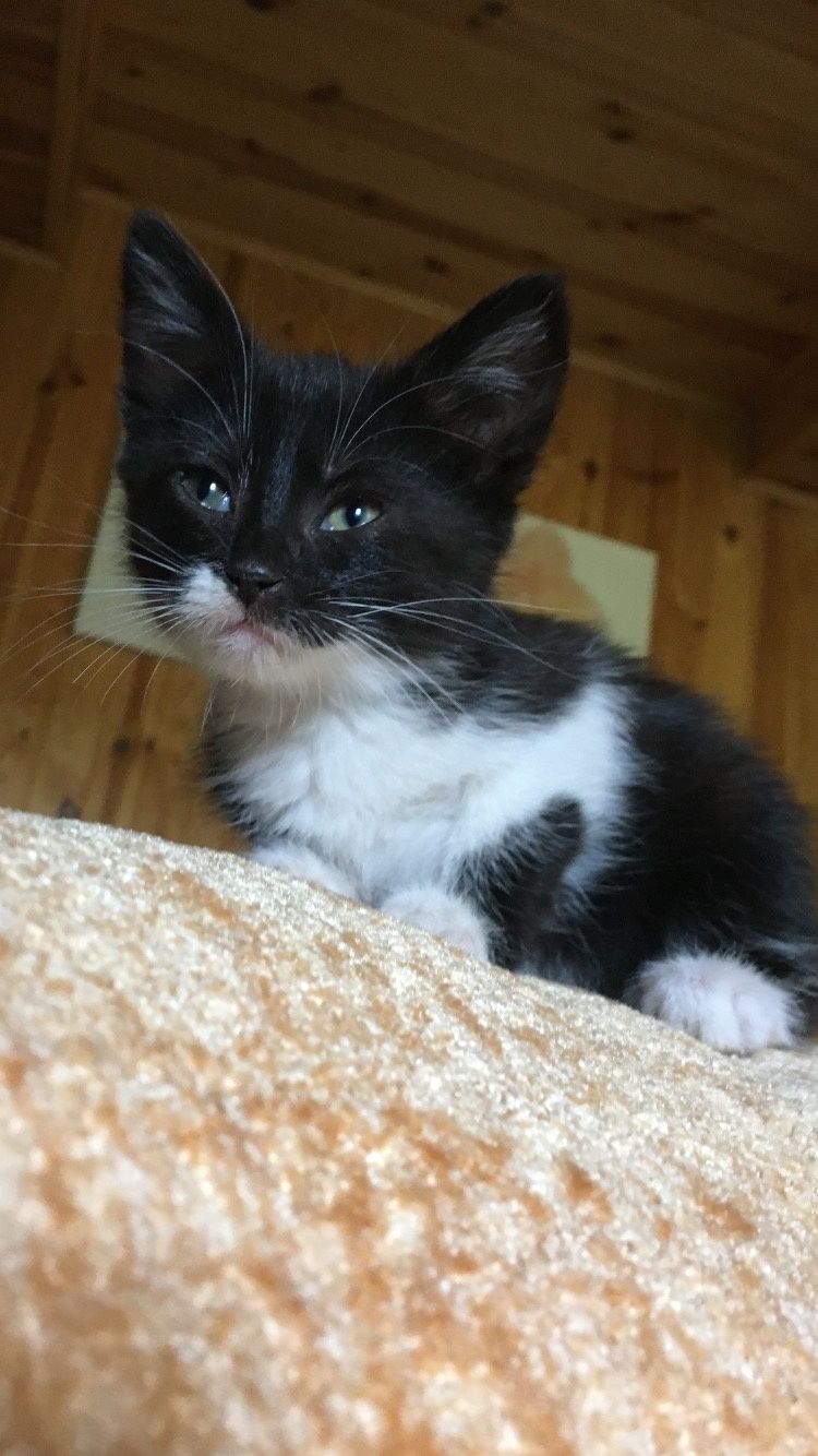 Котики в добрі руки
