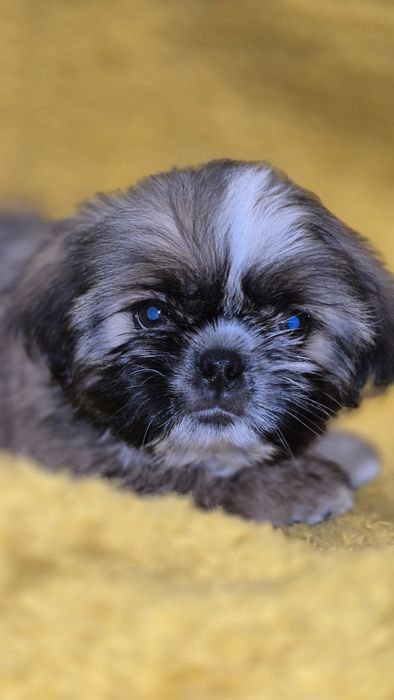 SHIH TZU śliczny piesek