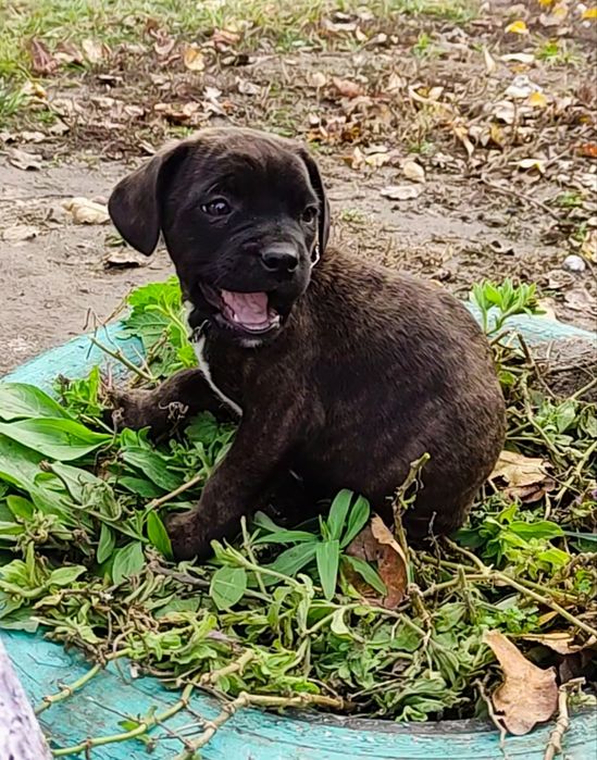 Остался один!!! Французский v/s терьер