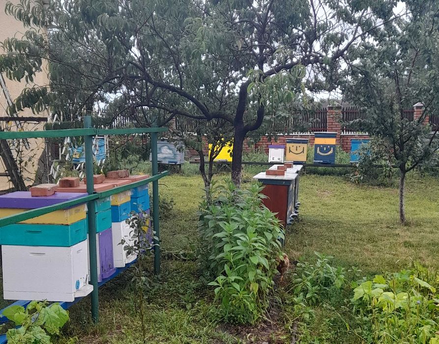 Бджолосімя, пасіка, бджоли, вулики, рої