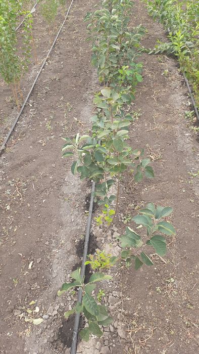 Саженци плодових дерев