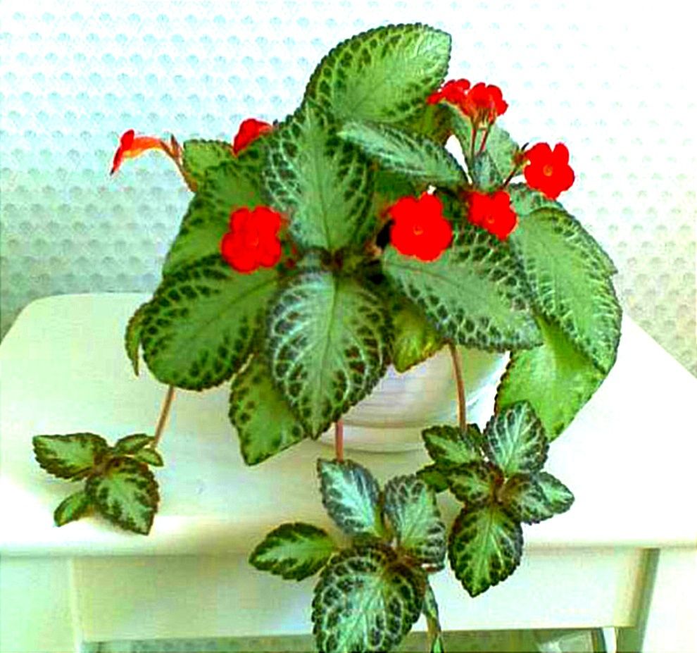 Епісція Мідно-Червона. (Episcia Cupreata).